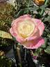 Summer Fashion rose photo