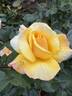Sunny Sky rose photo