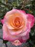 Daybreaker rose photo