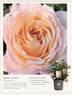 KORbrocaze rose photo