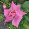 Pink Parfait rose photo
