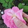 Pink Parfait rose photo