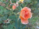 GoldMM rose photo