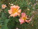 GoldMM rose photo