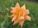 GoldMM rose photo