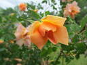 GoldMM rose photo