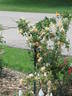 GoldMM rose photo