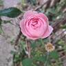 Queen of Sweden rose photo