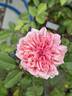 Monsieur Tillier rose photo