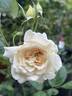 Bredon ® rose photo