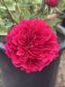 Prospero ® rose photo
