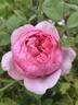 Boscobel rose photo