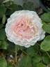 Bliss Parfuma rose photo