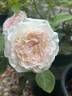 Bliss Parfuma rose photo
