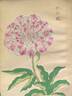 Chiyo-kagami 千代鏡 peony photo