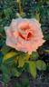 Warm Wishes rose photo
