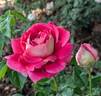 Flaming Peace rose photo
