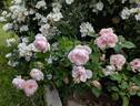 Albertine rose photo