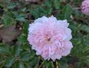 François Juranville rose photo
