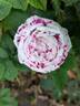 Variegata di Bologna rose photo