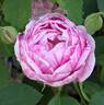 Ferdinand Pichard rose photo