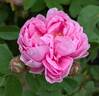 Common Moss rose photo