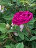Nuits de Young rose photo