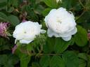 Madame Hardy rose photo