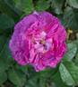 Belle de Crécy rose photo