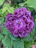 Cardinal de Richelieu rose photo
