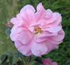 Autumn Damask rose photo
