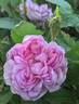René d'Anjou rose photo