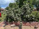 Alba Suaveolens rose photo