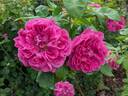 Paul Neyron rose photo
