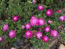 Burgundian Rose rose photo