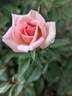 Jean Kenneally rose photo