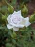 Winter Magic ™ rose photo