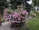 Jeanne Lajoie rose photo