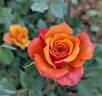 Denver's Dream™ rose photo