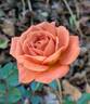 Teddy Bear ™ rose photo