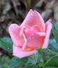 Giggles rose photo