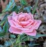 Giggles rose photo