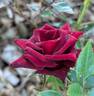 Black Jade ™ rose photo