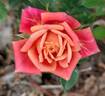 Anita Charles ™ rose photo