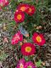 Ralph's Creeper™ rose photo