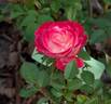 Lipstick 'n' Lace rose photo
