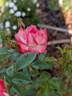 Hilde ™ rose photo