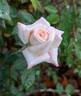 Minnie Pearl ™ rose photo