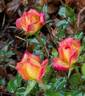 Fireworks ™ rose photo