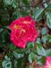Over the Rainbow rose photo
